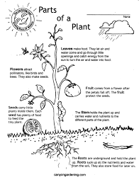 Explore and print for free playtime ideas, coloring pages, crafts, learning worksheets and more. Parts Of A Plant Coloring Pages