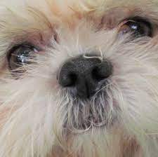 Shih Tzu Eye Problems What You Should Know