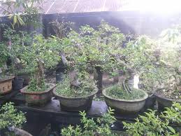 Chilla Bonsai Nursery Posts Facebook