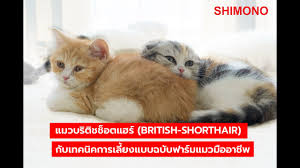 อาหาร แมว british short hair blue point