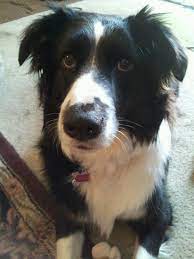 My Border Collie Holly She Always Looks Like A Hostage Victim In Pics Collie Dog Grand Dog Border Collie