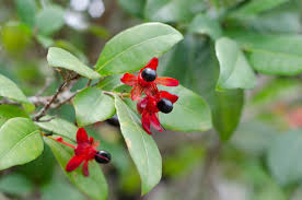 Image result for Ochna serrulata