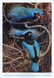 Bluebird print this listing is for a print of my original artwork details ○ size options: The Blue Bird Of Paradise Painting By Sir Henry Hamilton Johnston