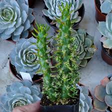 Image result for Austrocylindropuntia