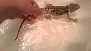 There could be many possible reasons for not eating much or at all. How To Properly Give Your Bearded Dragon A Bath Youtube