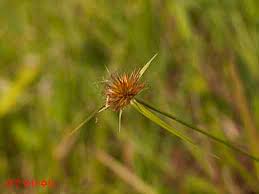 Image result for Rhynchospora rubra