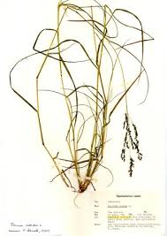 Image result for Panicum coloratum