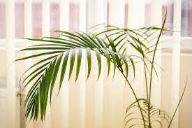 Il potos (epipremnum aureum), o pothos, è una pianta da interno dalle verdi foglie a forma di cuore l'areca palmata (chrysalidocarpus lutescens) è una graziosa palma con caratteristiche e. Piante Antismog Da Appartamento Ottimo Rimedio Per Combattere Le Sostanze Nocive In Casa Ohga