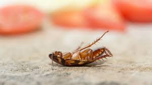 When pest infestations have caused property damage, you really should call an exterminator to ensure complete riddance of the pests. How To Prevent Pest Infestations Ahead Of The Hot Summer Months Inside Fmcg