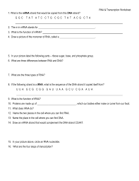 U a c c c t a c t g t c a t g a transcription c u c u a. Rna Transcription Worksheet