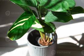 Image result for Ctenanthe marantifolia