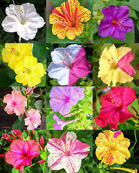 Image result for Mirabilis jalapa