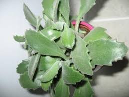Fuzzy Succulent With Green Serrated Leaves Succulents Planting Succulents Plants