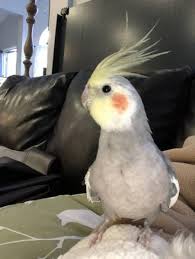 Lost Cockatiel Parrot Bird Vista California Ca United States L42816 Find Pets Parrot Bird Cockatiel