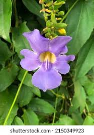 Image result for Thunbergia graminifolia