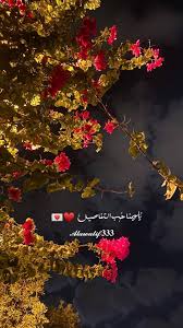 قهوة قهوه سبحان الله عواطف رمضان شهررمضان صباح الخير مساء النور الورد ورد جوري روز 𝐀𝐋𝐀𝐖𝐀𝐓𝐈𝐅𝟑𝟑𝟑 𝓐 sky photography cool braid hairstyles cool braids