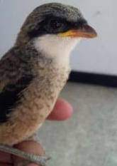 Ciri Ciri Anakan Trotol Cendet Madura Kepala Hitam Bang Kicau Ng