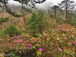 The best season for visiting the valley starts in late february and continues up to mid june, when thousands of colourful flowers are in full bloom. The Paradise Called Yumthang Valley Quirky Wanderer