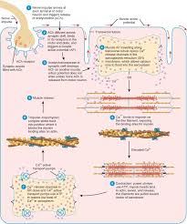 Muscle contraction is a process in which tension is developed within muscle tissue. Summary Of The Events Of Contraction And Relaxation In A Skeletal Muscle Fiber Collective Nouns Collective Nouns Worksheet Nouns
