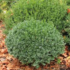 Image result for Buxus