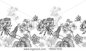 Download black and white floral simple mandala pattern vector art. Geranium Flower Vector Photo Free Trial Bigstock
