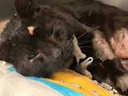Buddy the cat was brutally attacked. His survival saved countless animals.  - The Washington Post