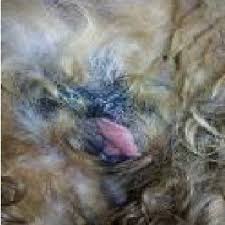 Vulvar Mass On The First Day Of Medical Examination And At The First Download Scientific Diagram These tumors are generally recognized in older dogs. vulvar mass on the first day of medical