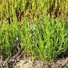 Image result for Grona ramosissima