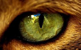 Eye Cat The Beast Animals Wool Pupil Reflection Hd Wallpaper Animal Wallpaper Animals Images Macro Photos