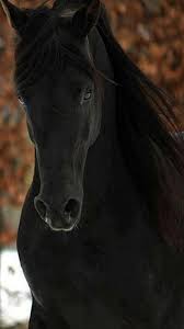 We did not find results for: Black Horse Black Horse Hd Mobile Wallpaper Peakpx