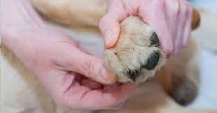 Top 15 Cracked Dog Paws Home Remedies Healthy Homemade Dog Treats