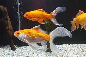 We did not find results for: How Many Goldfish In A Tank What Size Goldfish Tank