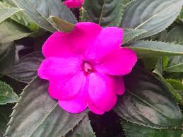 New guinea impatiens liven up shady spots with their bright blooms and contrasting foliage. New Guinea Impatiens Sun Harmony Violet Premier Growers Inc