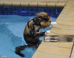 Image result for tbn:AWzYY9q209rRYM::rho0ofa.jeeran.com/24947_ABEER__ROSE.jpg