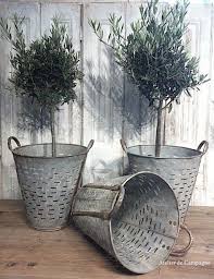 Decorating With Vintage Olive Buckets Driven By Decor Olive Bucket Driven By Decor Growing Olive Trees