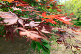 红枫叶子变绿怎么回事，怎么解决- 花百科