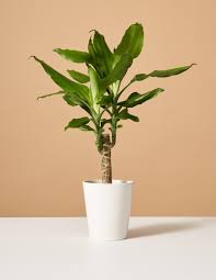 Image result for Dracaena fragrans