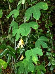 Image result for Adenia