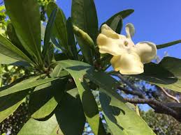 Image result for Voacanga thouarsii