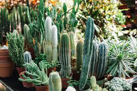 Small weeds are easiest to pull when the soil is wet (i.e., too wet. 700 Cactus Farm Pictures