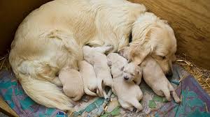Es lässt sich keine genaue aussage treffen ab welchen alter ein hund nicht mehr zur gruppe der welpen gezählt wird. Hunde Mama Futtert Welpen Doch Plotzlich Bewegt Sich Das Tier Nicht Mehr