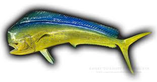 Because our number one priority is customer satisfaction, we are proud to offer a money back guarantee on every single fish mount we produce. 53 Bull Dolphin Mahi Mahi Fish Mount Replica 105