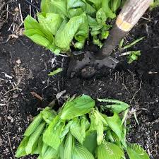 May 02, 2021 · how to decide which hostas to divide the first thing you need to do is locate a hosta in your garden that's ready to be split. How To Divide Hosta Jennifer Rizzo