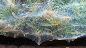 Two spotted mite tetranychus urticae two spotted spider mite, (also called red spider mite) is a major pest in vegetable, fruit, flower and ornamental crops both indoors and outdoors all over the world. Spider Mite Pests Of Western Australian Plants Agriculture And Food