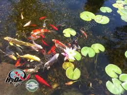 Biological Organization From Smallest To Largest That The Students Can Expect To Find At The Pond Koi Fish Lexington Kentucky Ky Ponds Backyard Pond Fish Ponds