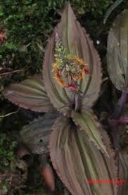 Malaxis Nemoralis