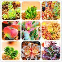 40 Seeds Prairie Smoke Seeds Bonsai Potted Rare Flower Seeds Ebay Rare Flowers Flower Seeds Chrysanthemum Flower Seeds