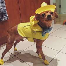 Halloween Inspiration From Dave The Dog Man In The Yellow Hat From Curious George Petcostume Davethedog Diy Dog Costume Pet Costumes Halloween Inspiration