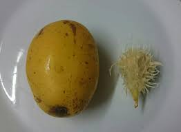 Rambutan is a fruit tree cultivated in humid tropical southeast asia. What S This Yellow Plum Like Fruit With A Spiky Stone West Africa Seasoned Advice