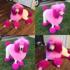 Pin By Doreen Hanzel On Creative Grooming Creative Grooming Poodle Grooming Dog Grooming